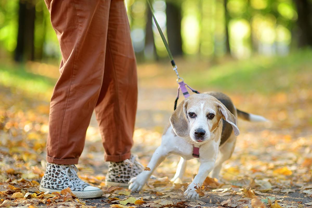 A woman walking a disobedient beagle.