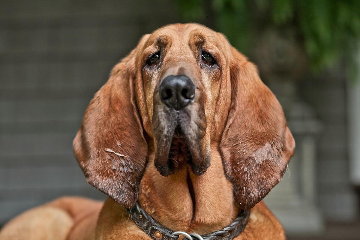 A bloodhound looking directly at the camera.