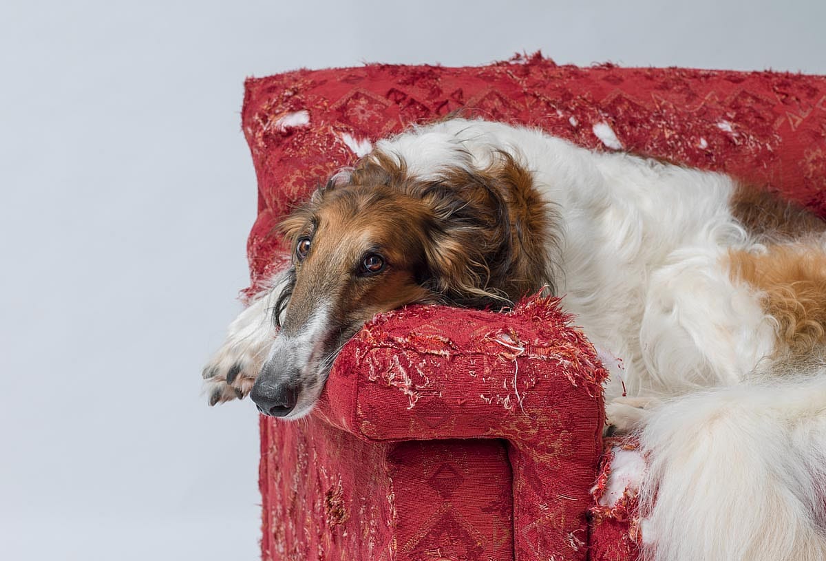 A borzoi relaxing on a couch that it damaged.