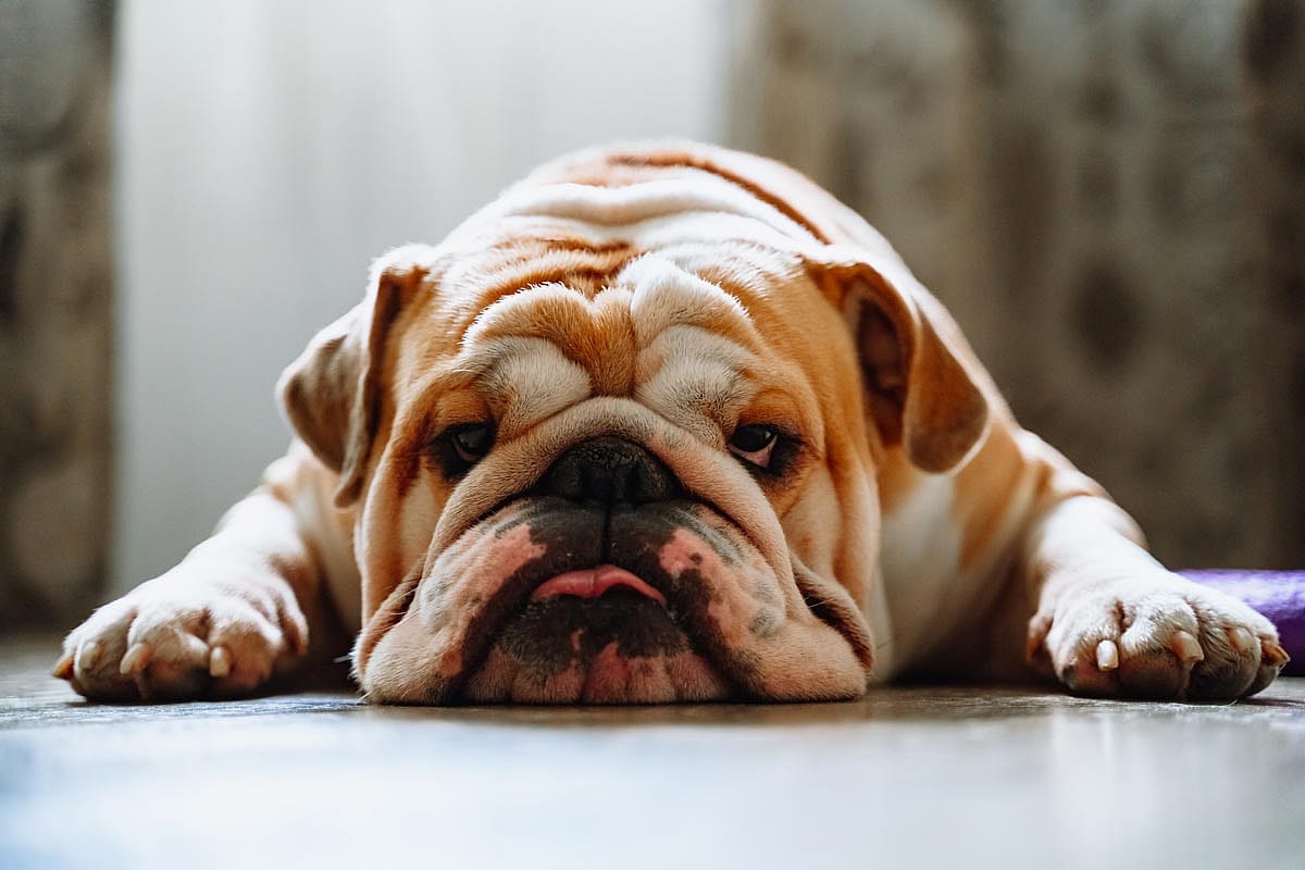 English bulldog laying on the floor.