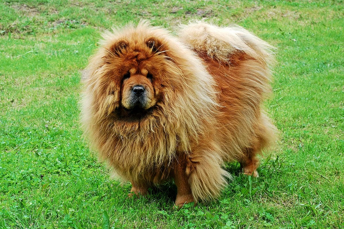 A fluffy chow chow on some grass.