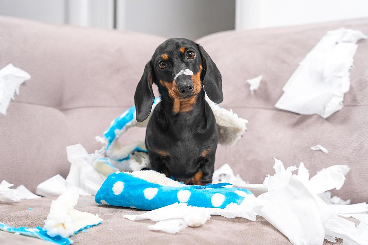 A dachshund dog looking at the camera surrounded by a toy that it ripped apart.