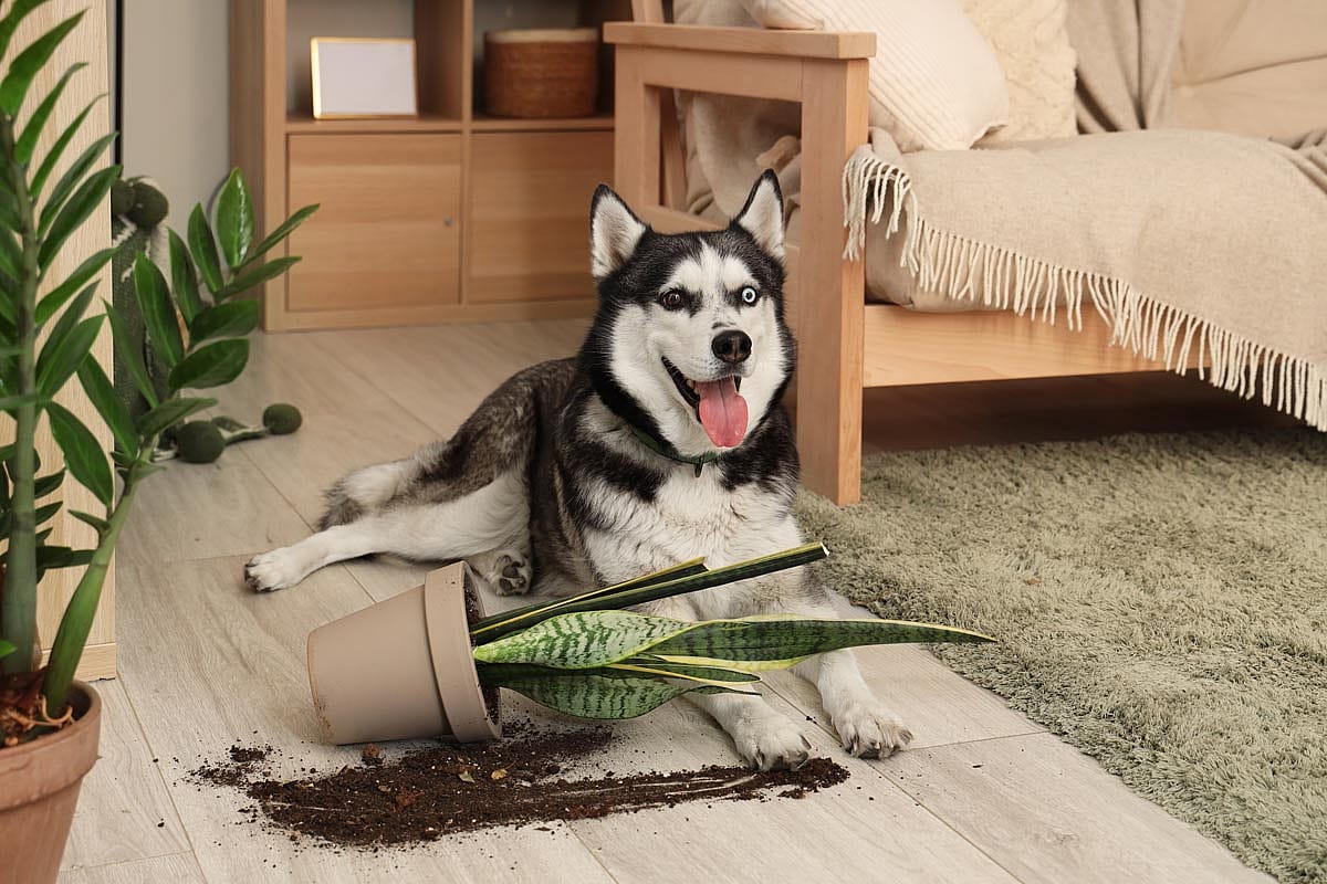 A mischievous looking Husky laying on the floor next to a plant it knocked over.