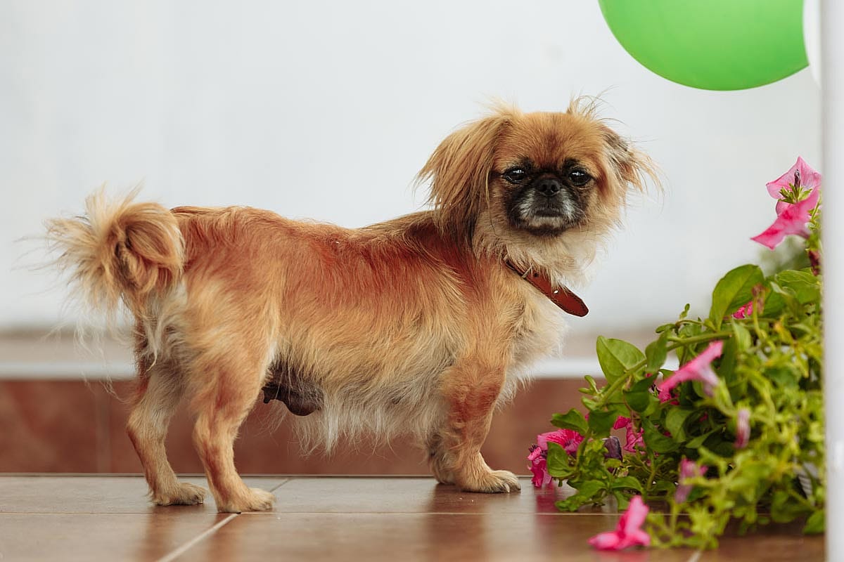 #7. Pekingese