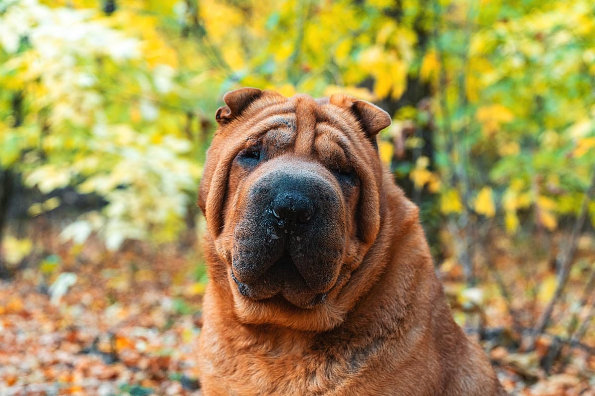 A shar-pei on a trail looking at the camera.
