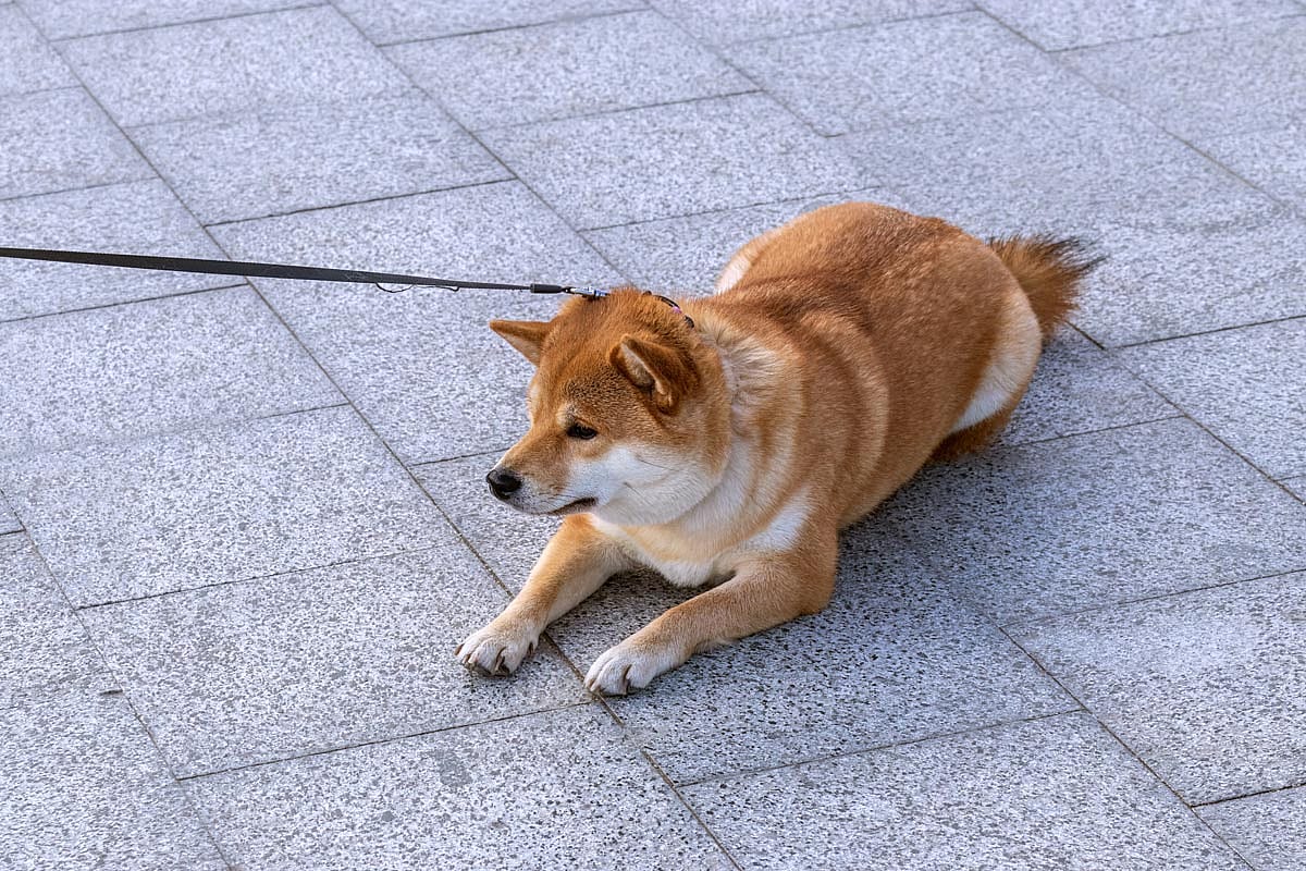 A shibu inu dog laying on the ground refusing to walk.