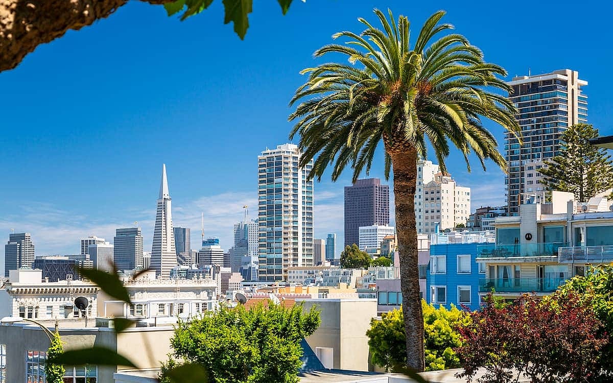 Downtown San Francisco with the Transamerica Pyramid and huge palm tree, San Francisco, California, United States of America, North America