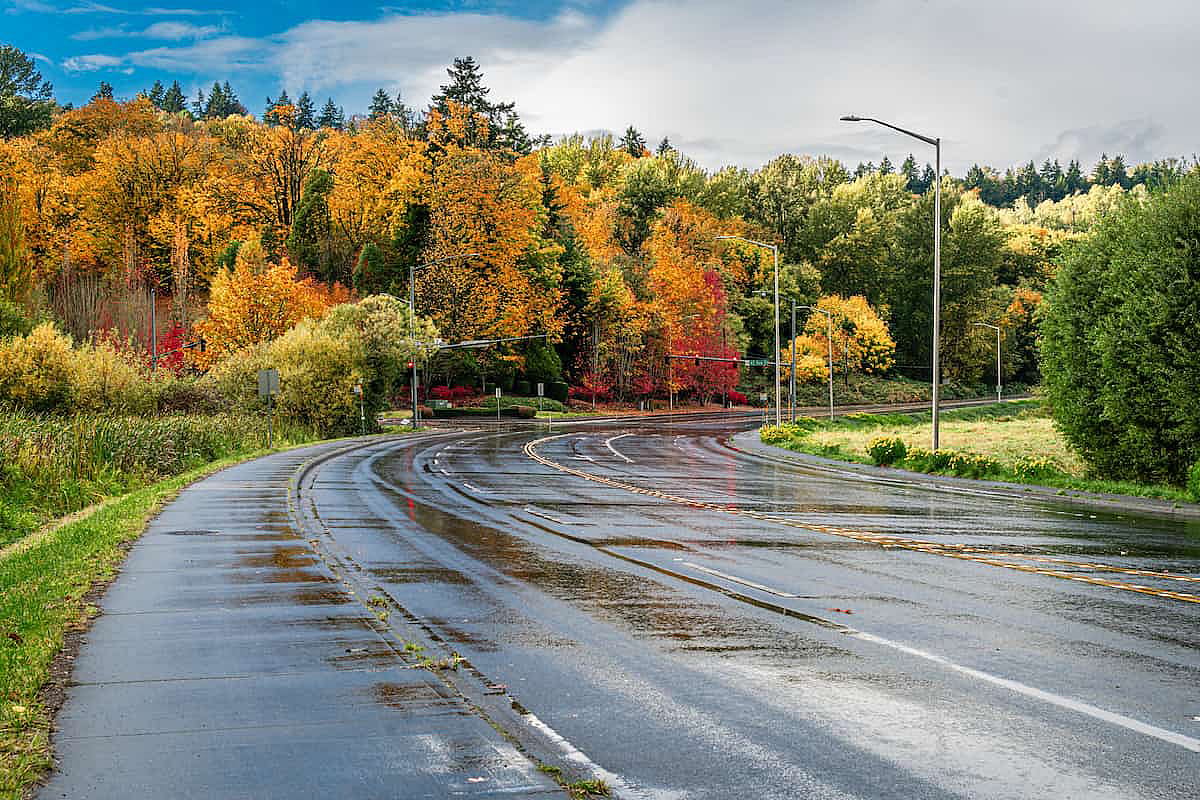 Brilliant autumn trees along a highway in Kent, Washington.