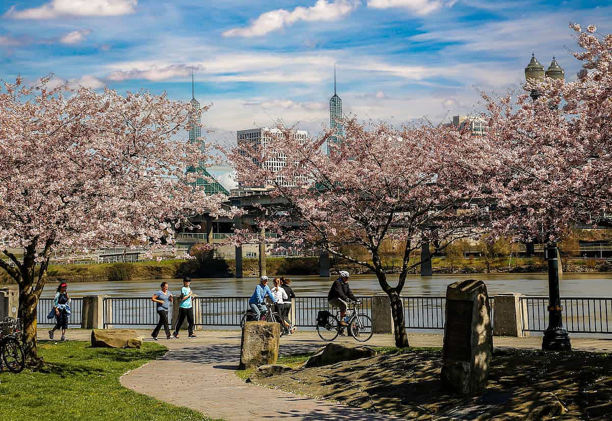 People jogging and bicycling along the Willamette River among flowering cherry trees with downtown Portland in the background.