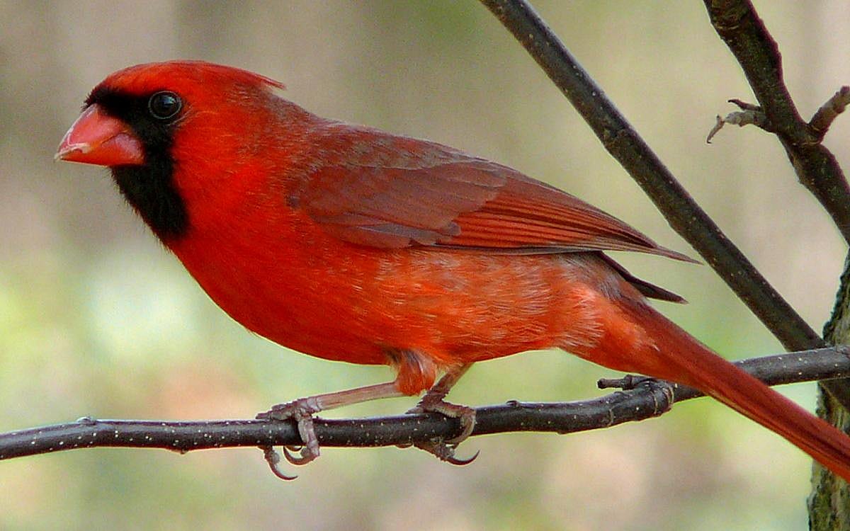 North Carolina