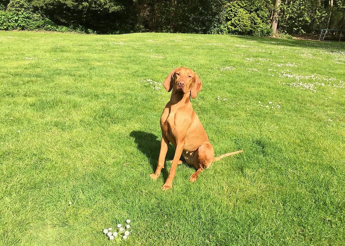 #7. Vizsla