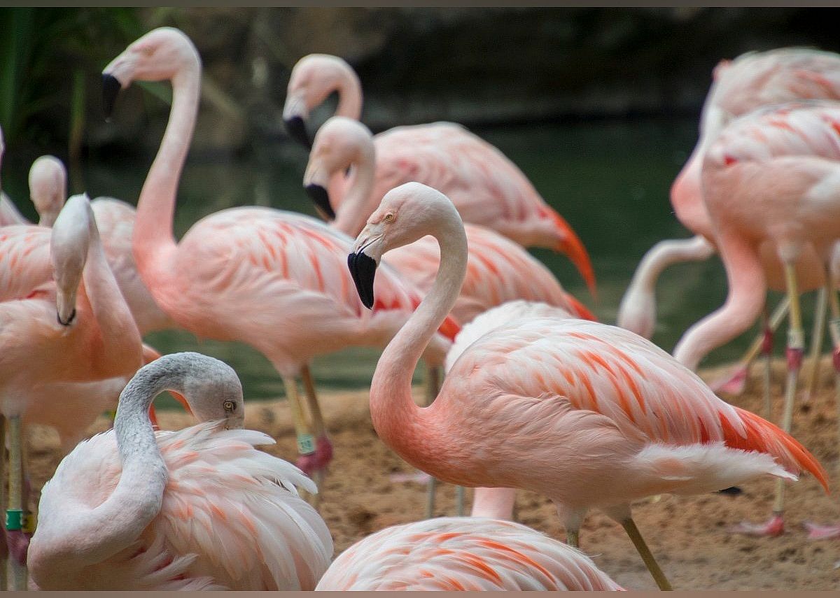 #15. Houston Zoo