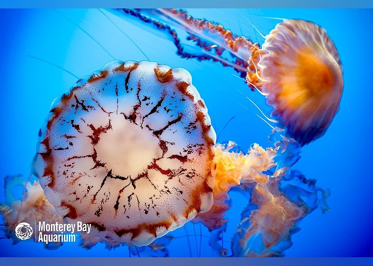 #10. Monterey Bay Aquarium