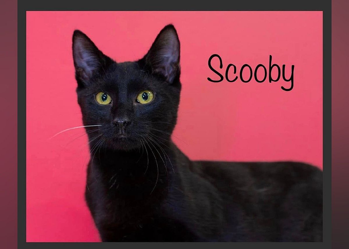 Scooby