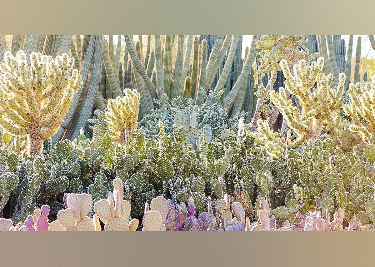 #3. Desert Botanical Garden