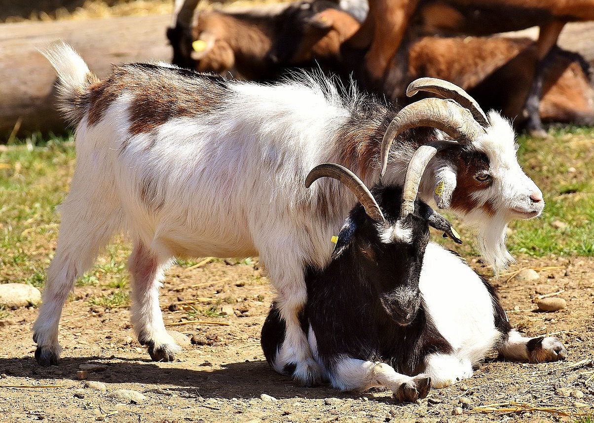 Goats