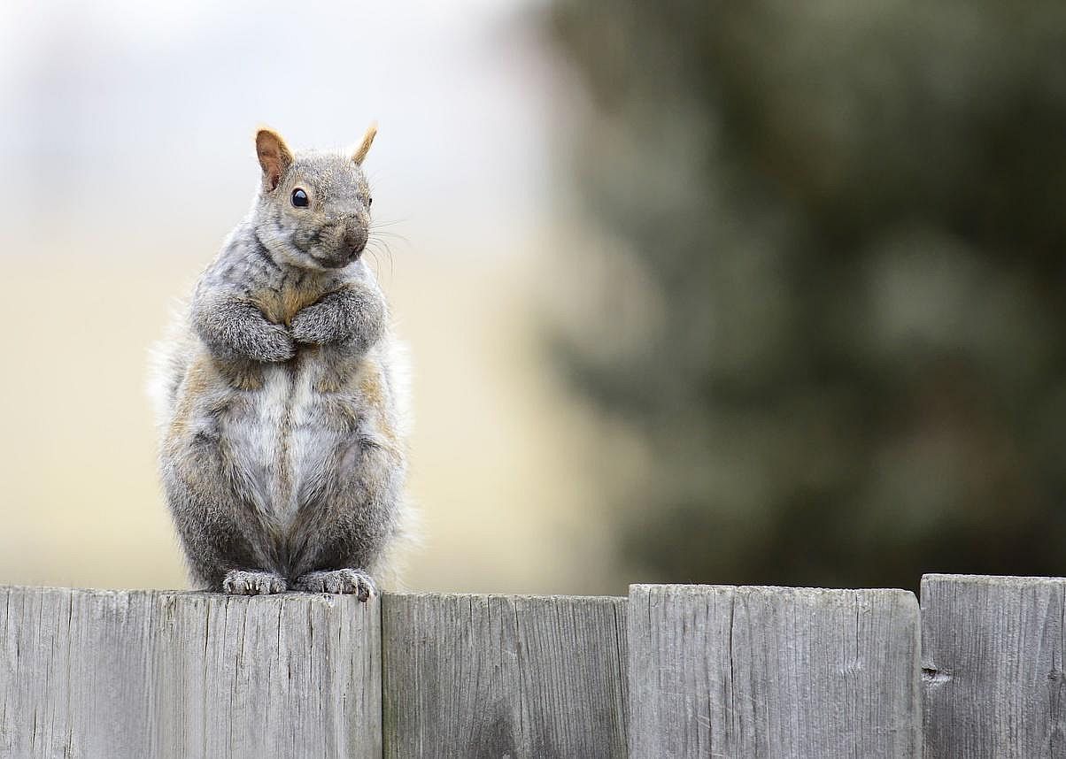 Answer: Kentucky state mammal