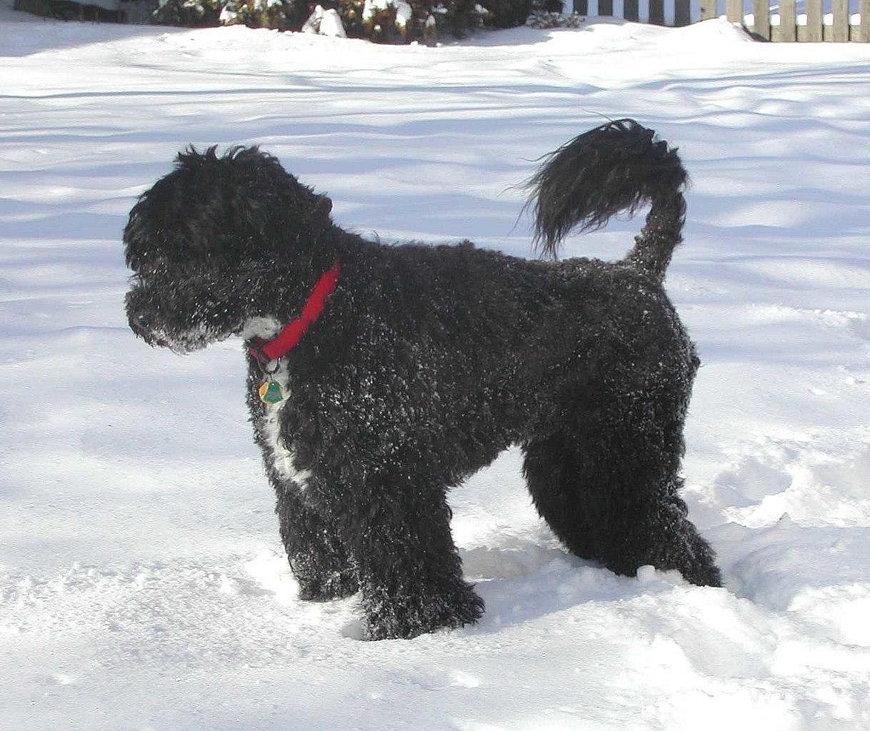 Since God's dog was a puppy