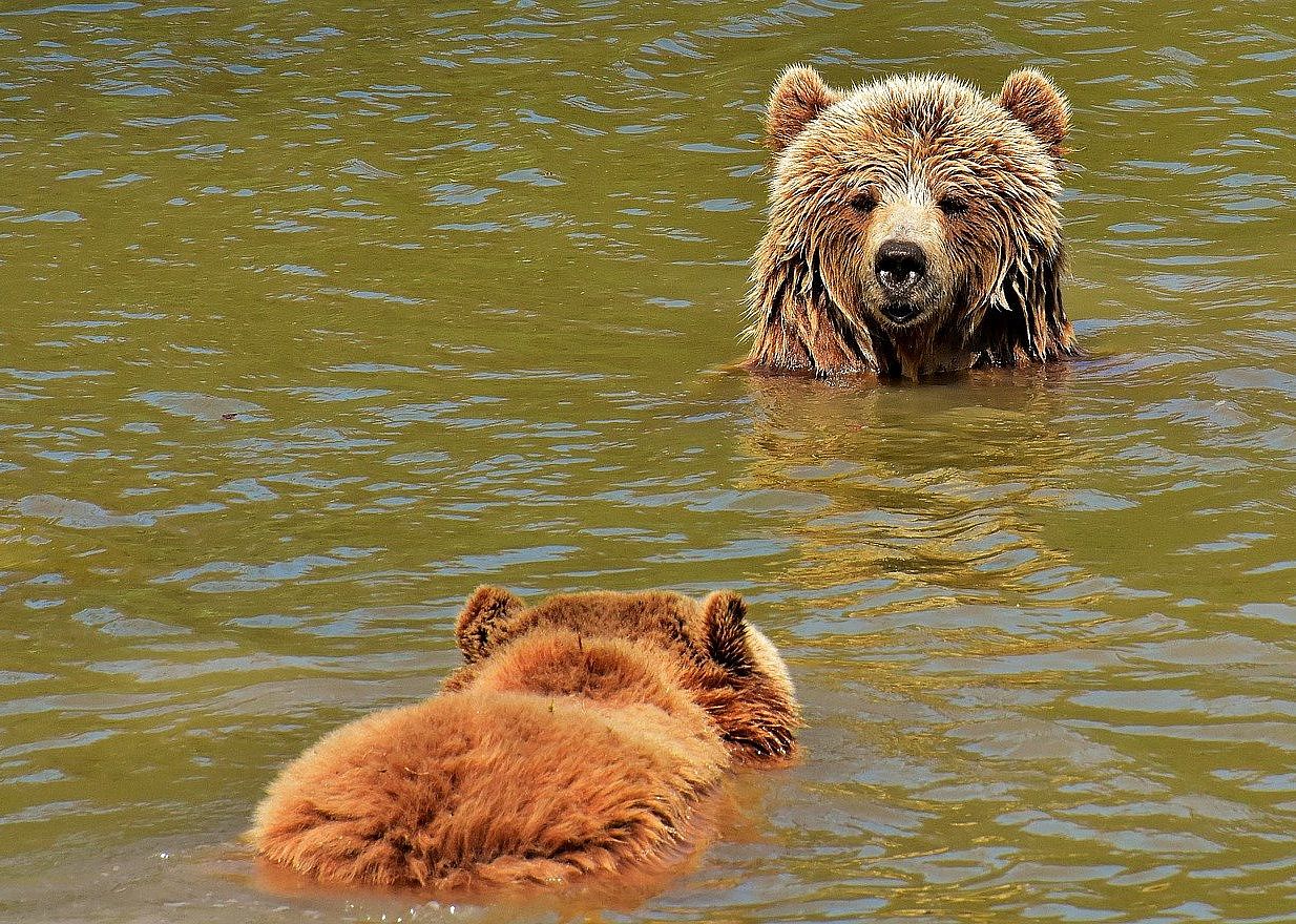 Brown bears