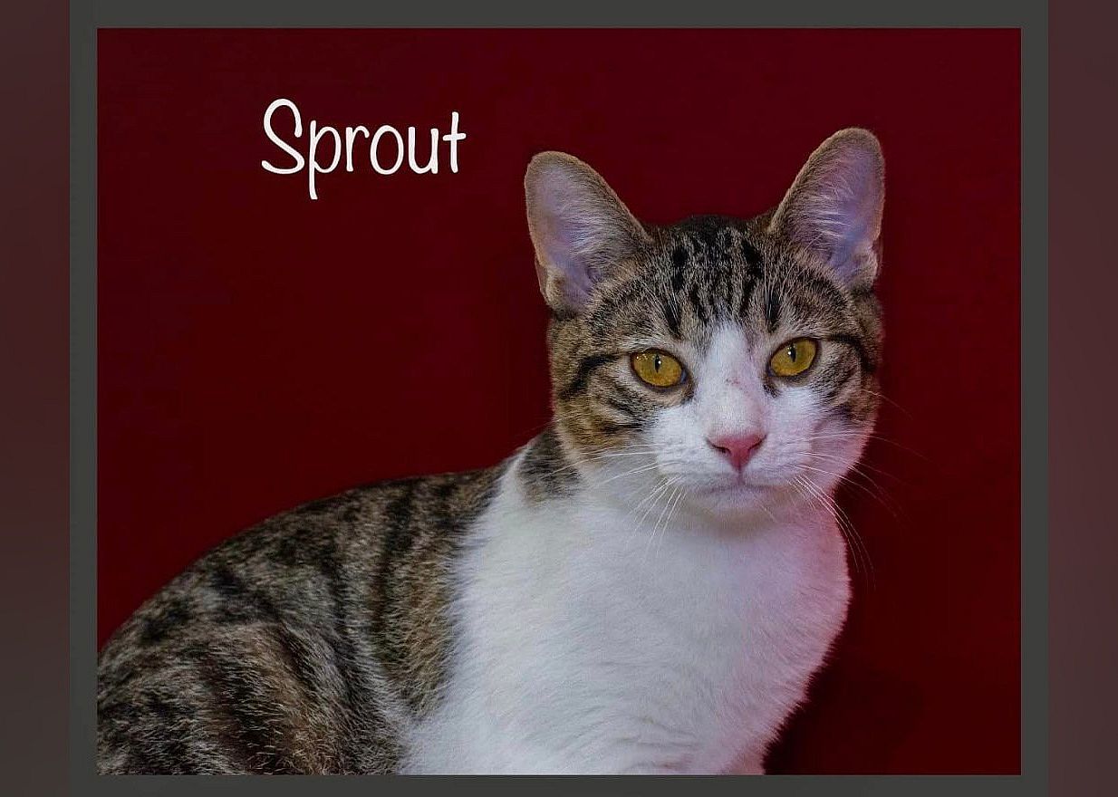 Sprout