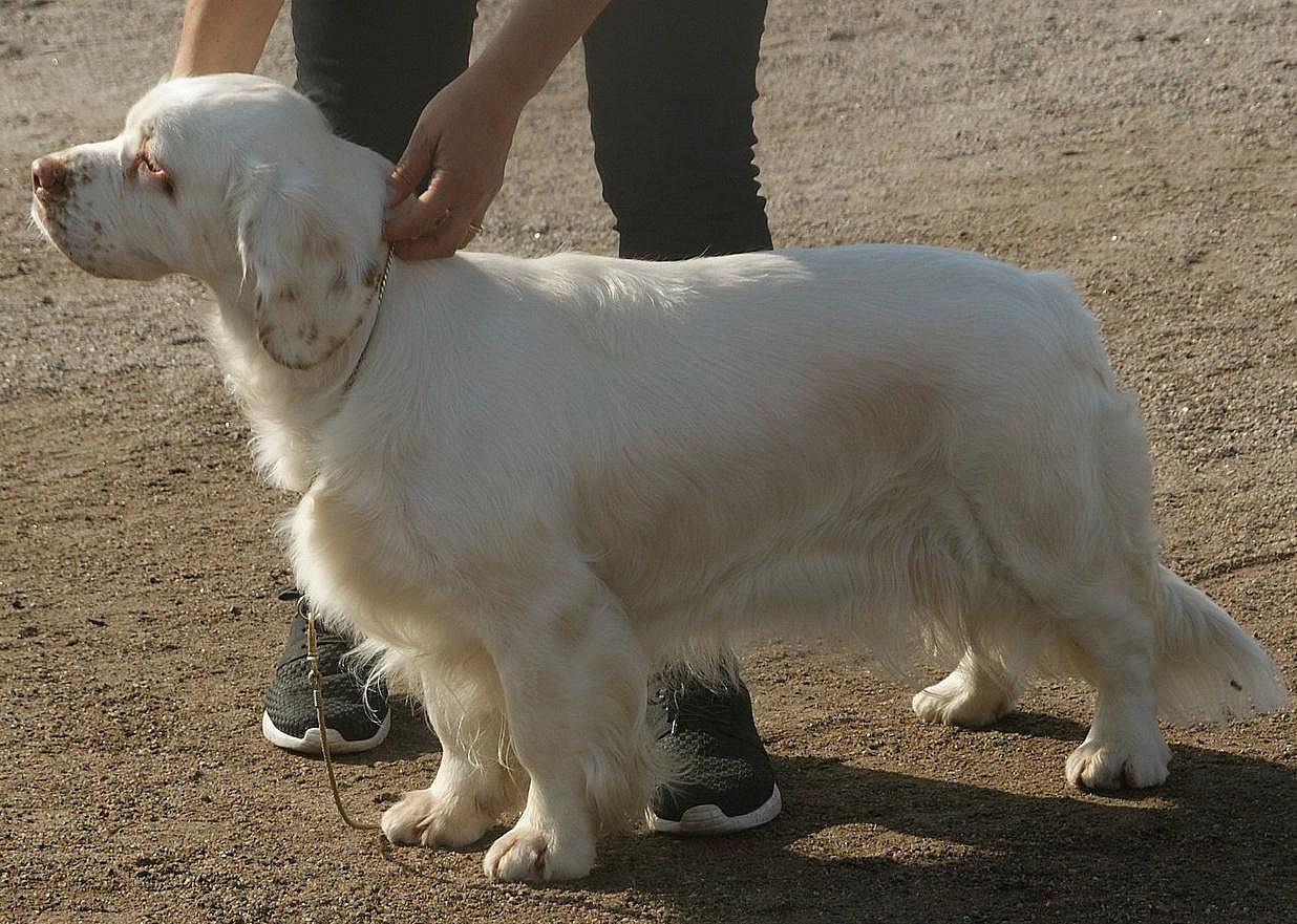 #23. Clumber spaniel