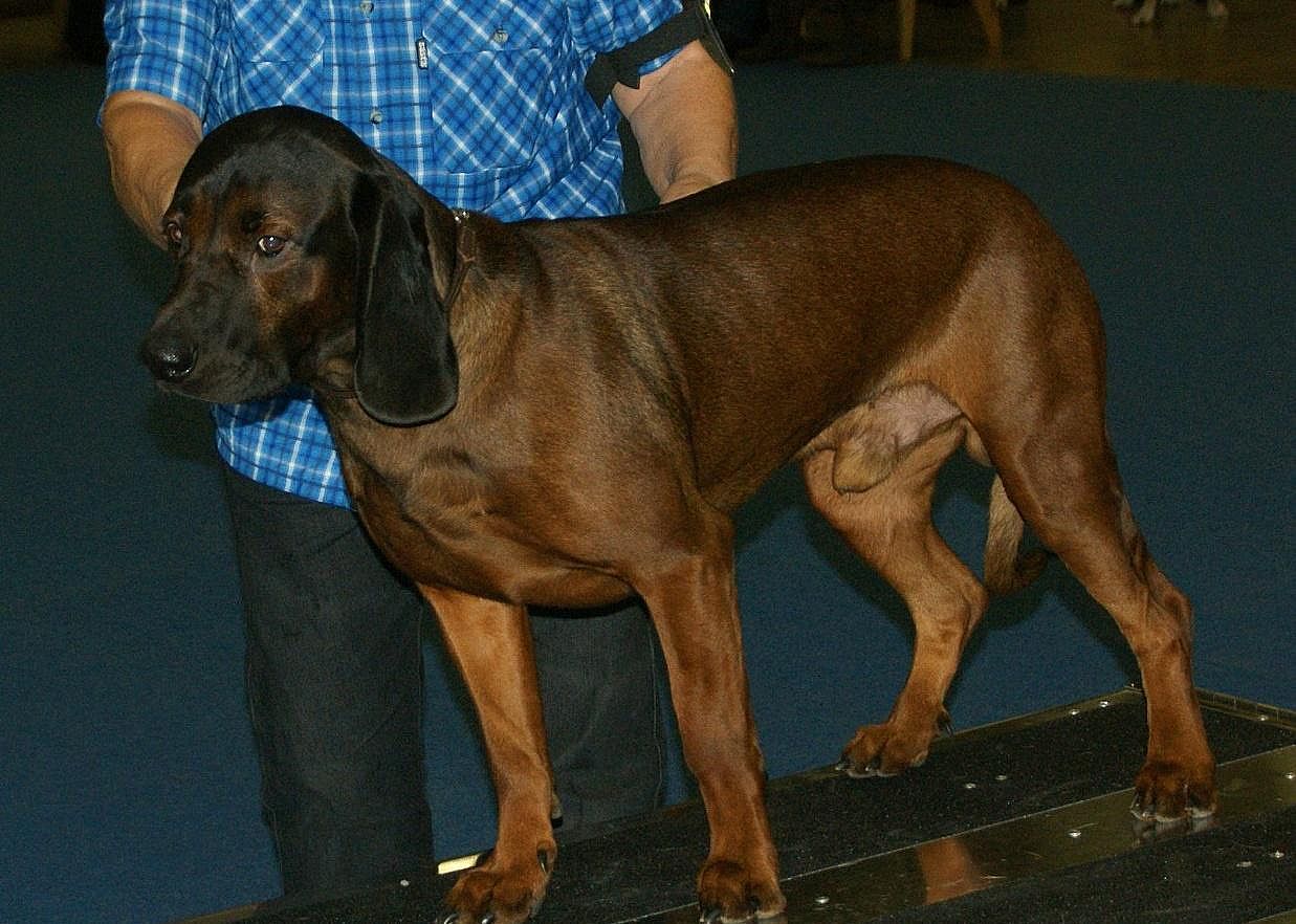 Bavarian mountain scent hound