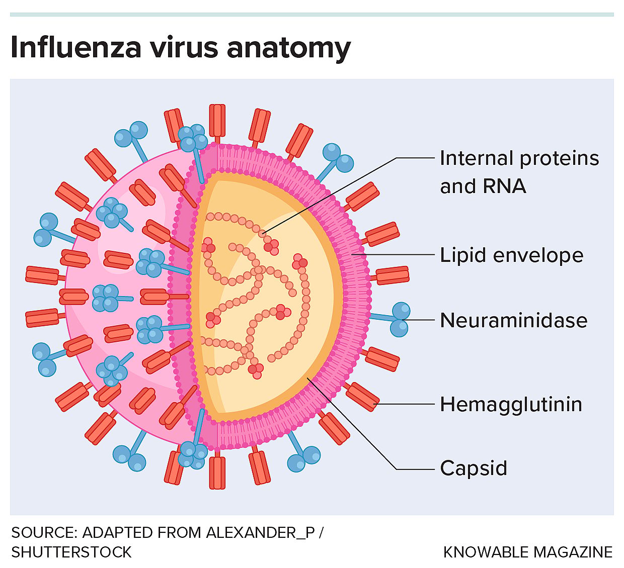 An influenza virus anatomy.