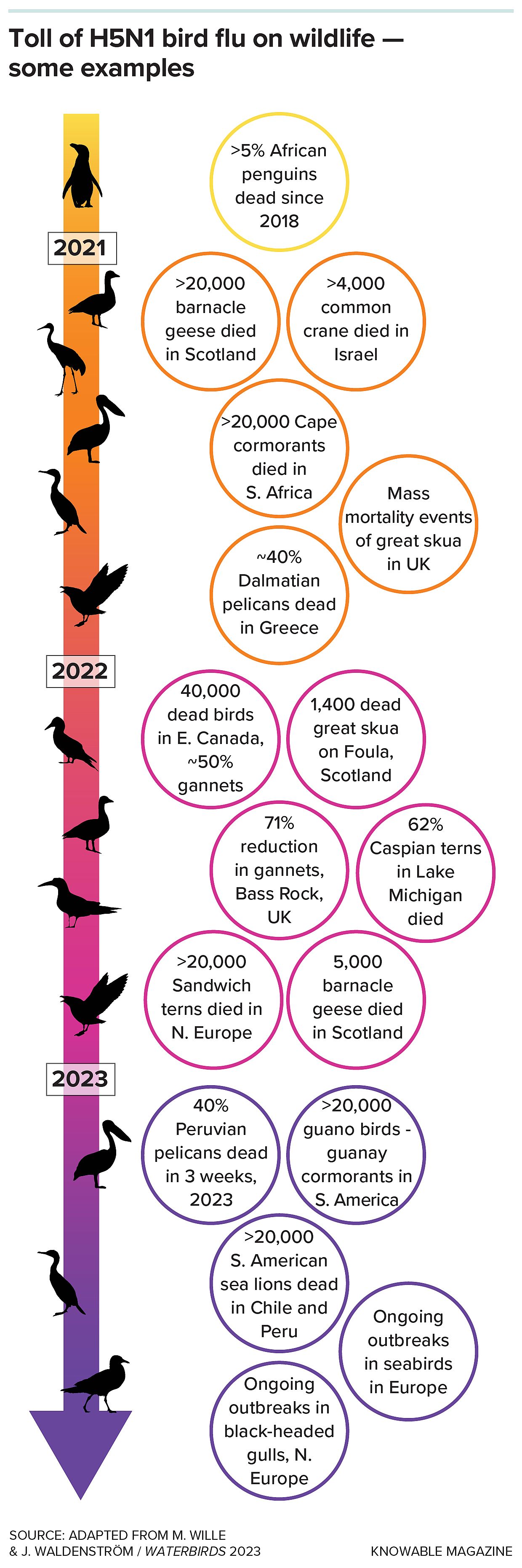 Infographic explaining toll of H5N1 virus on wildlife.]