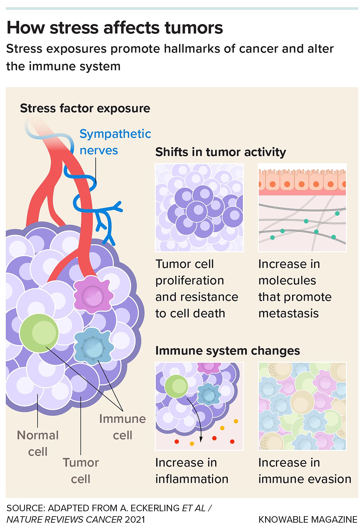 Infographic showing how stress affects tumors.