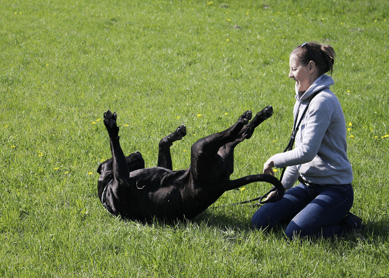 Pet sitter