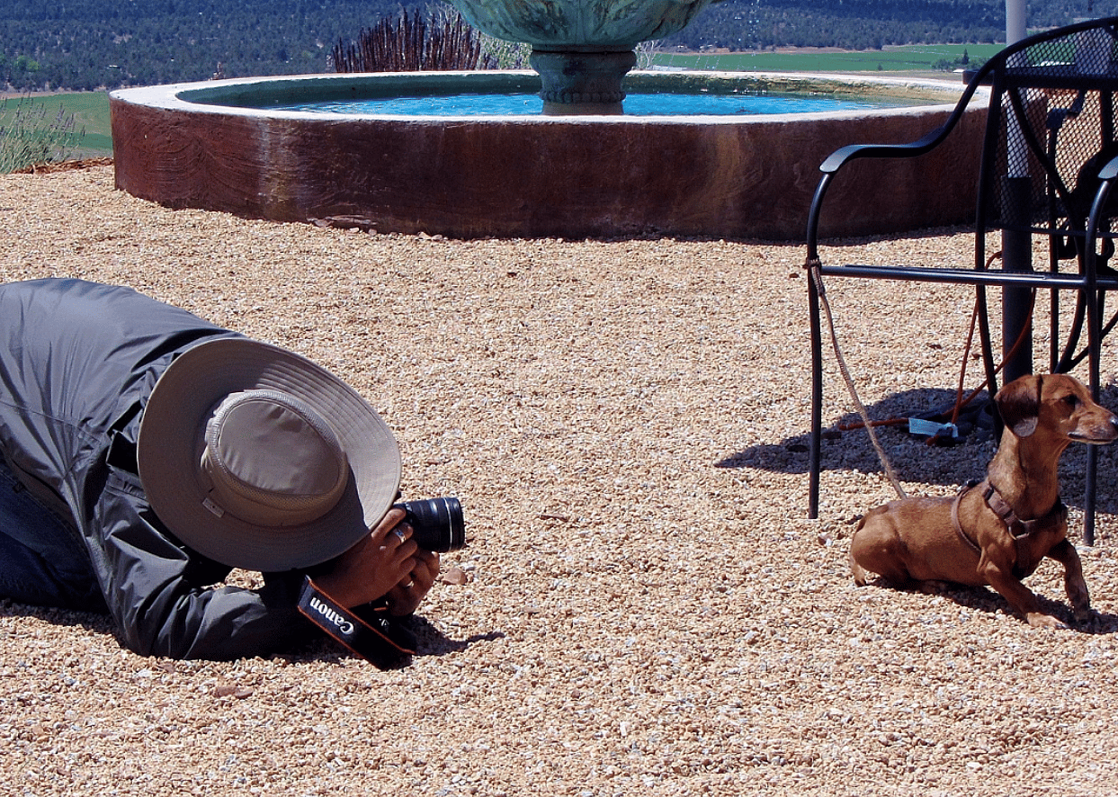 Pet photographer
