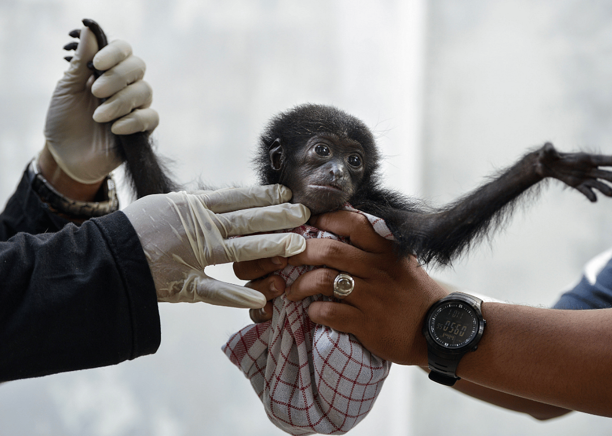 Conservation officer
