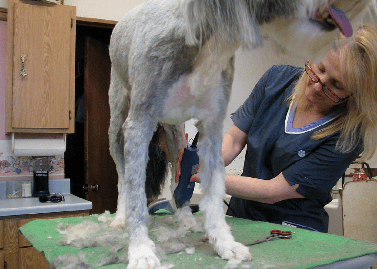 Dog groomer
