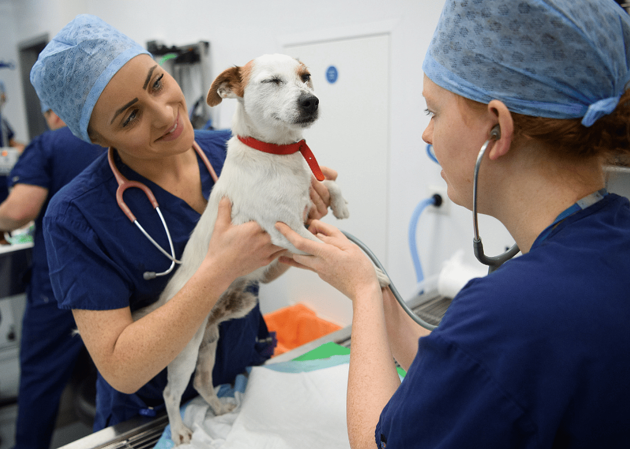 Veterinarian