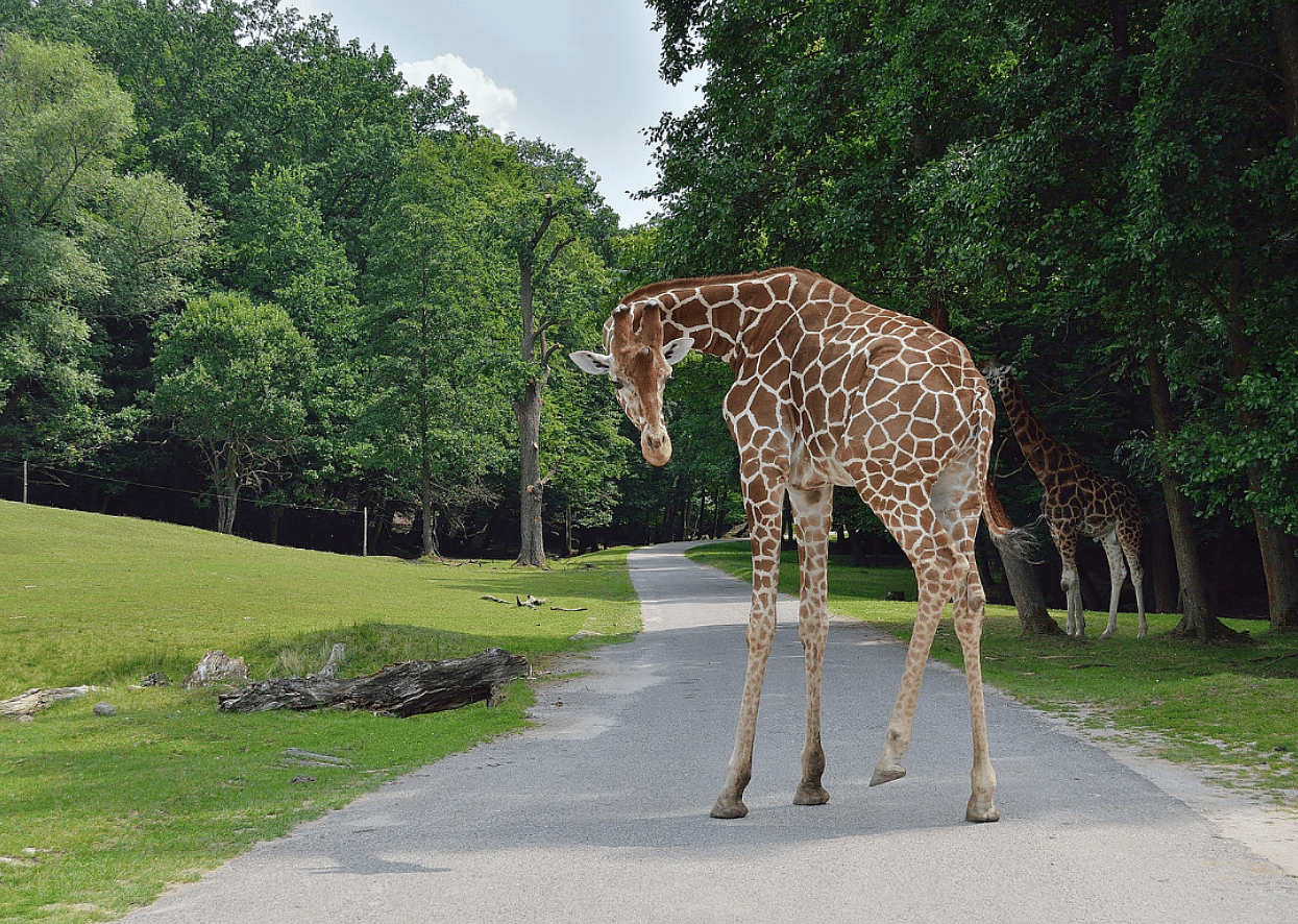 Zoologist