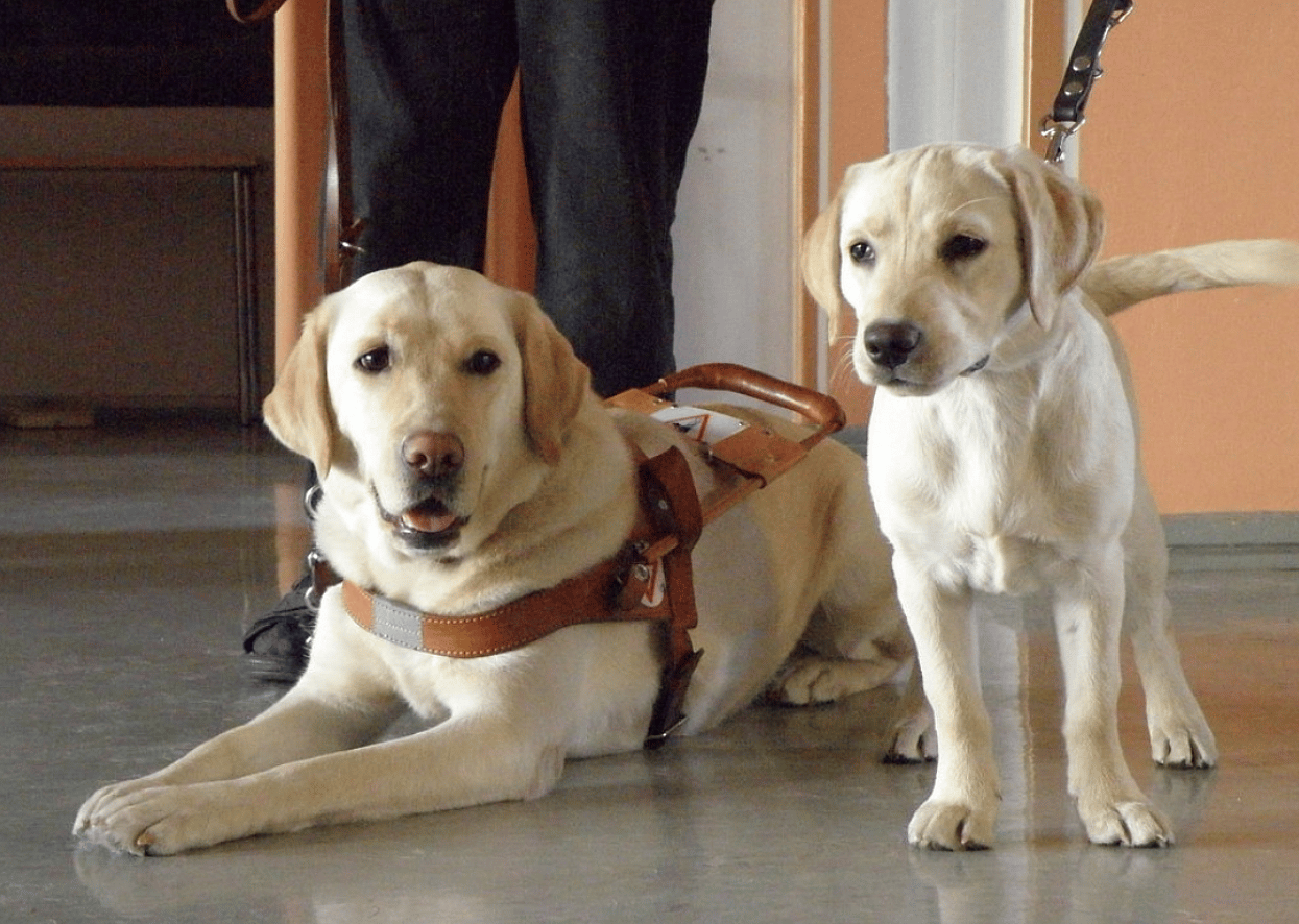 Guide dog puppy trainers