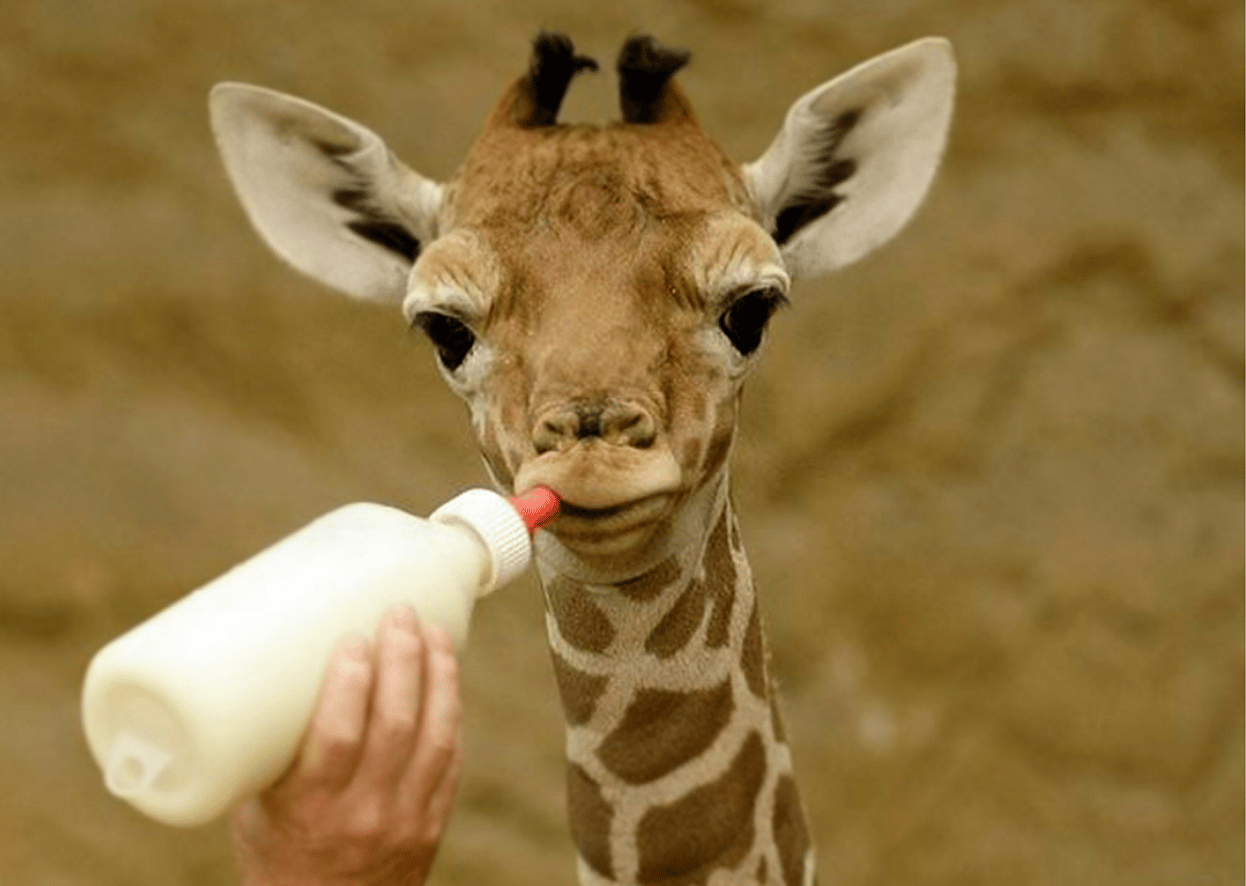 Animal nutritionist