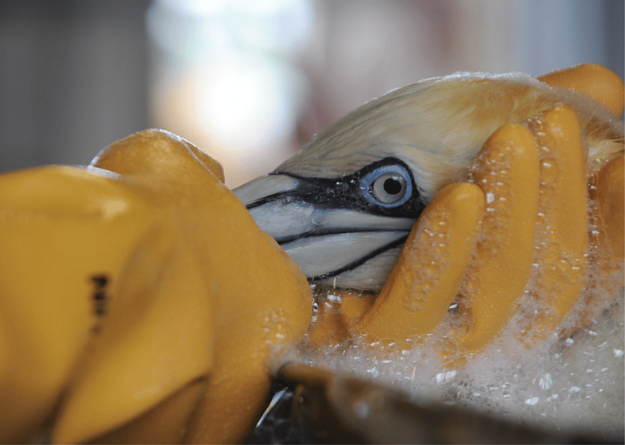 Wildlife rehabilitator