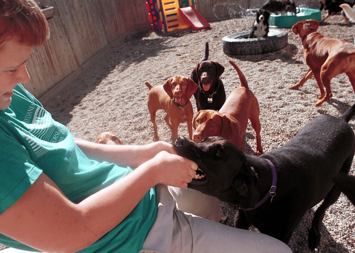 Pet daycare associate