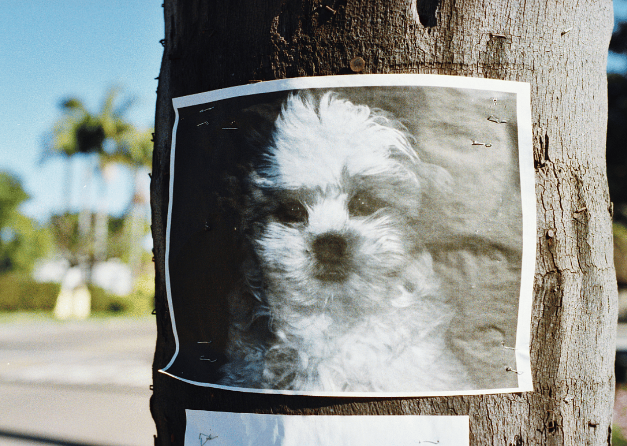 Pet detective