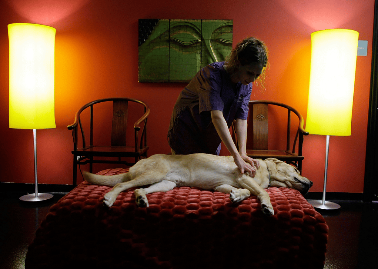 Pet massage therapist