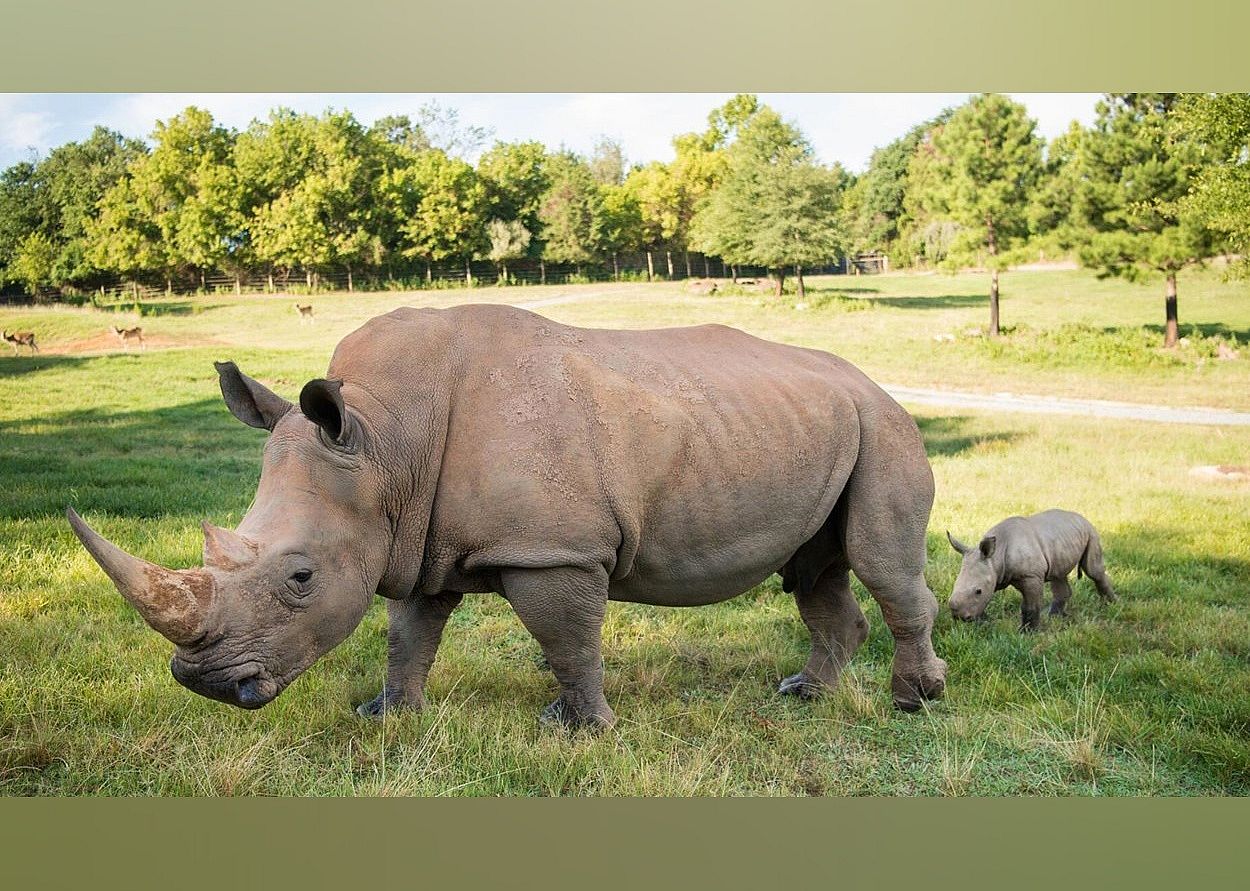 #18. North Carolina Zoo