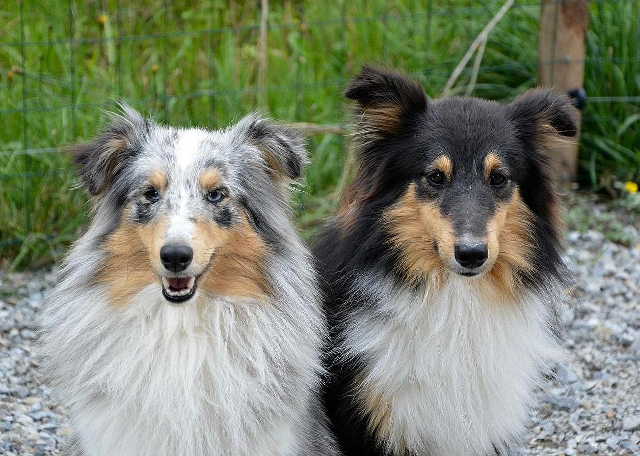 #25. Shetland Sheepdog