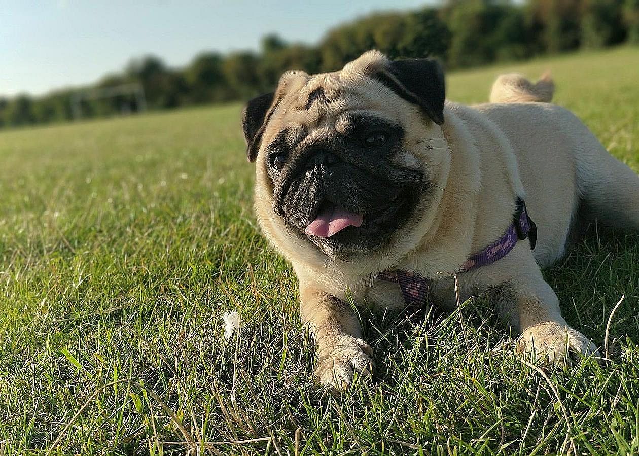#31. Pug