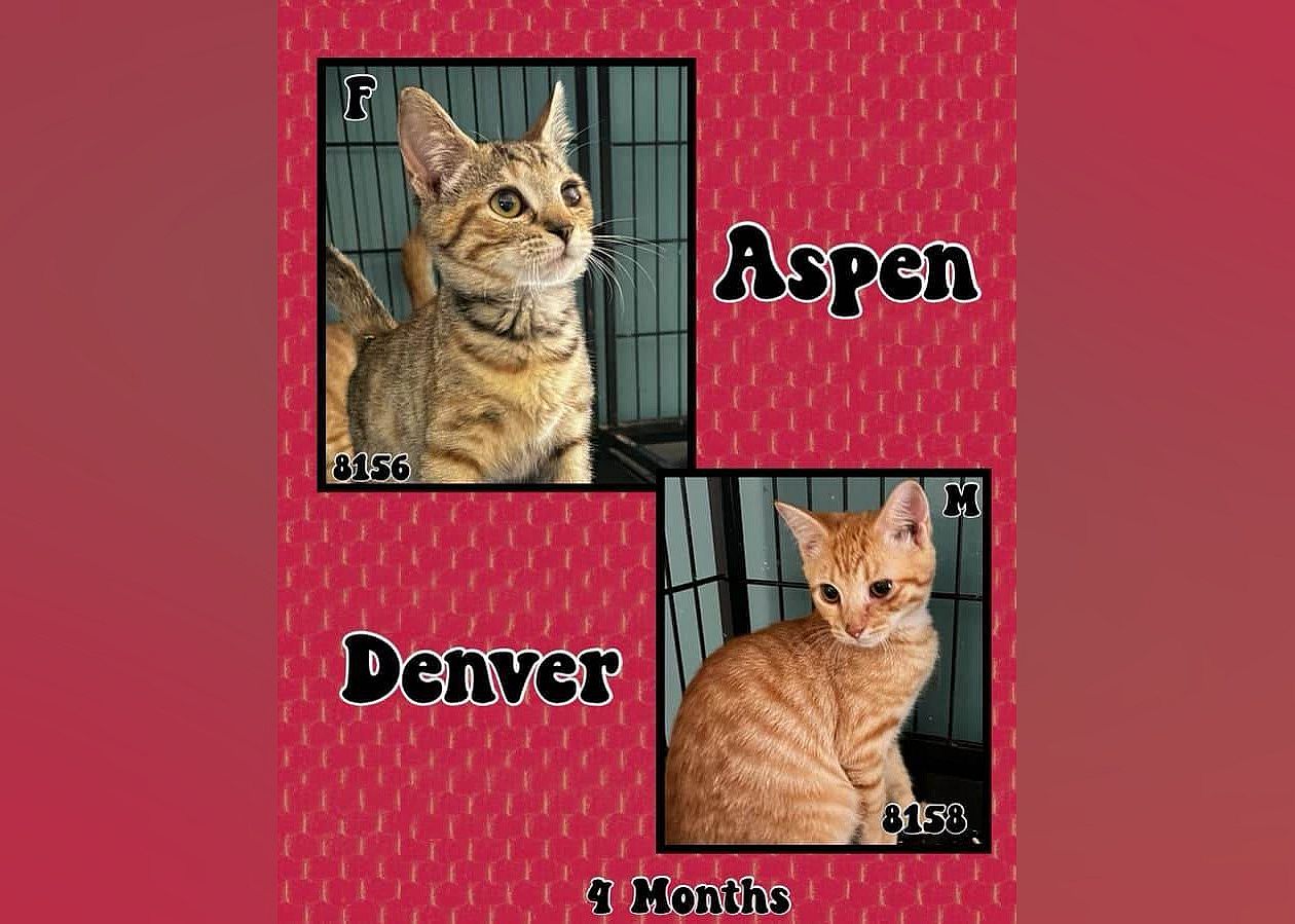Aspen