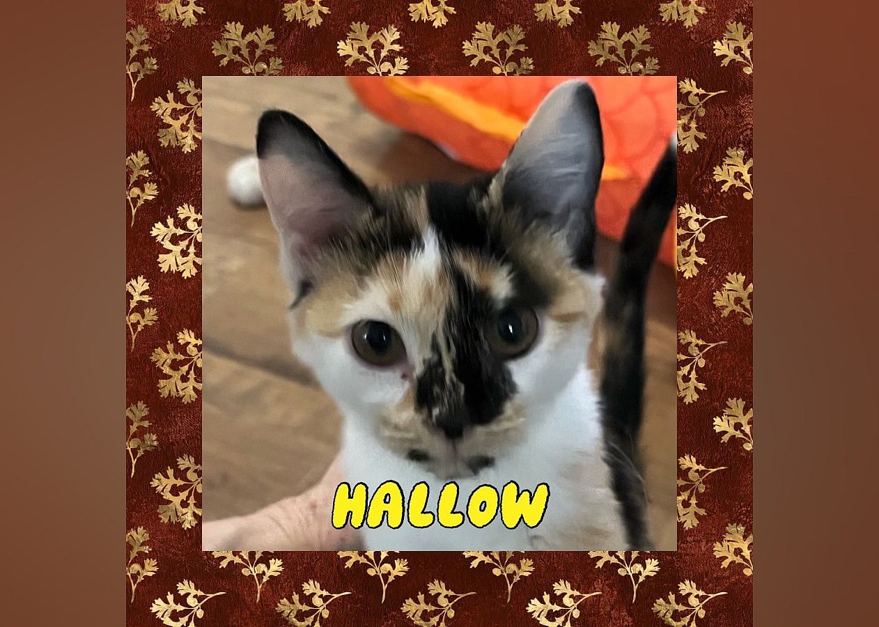 Hallow
