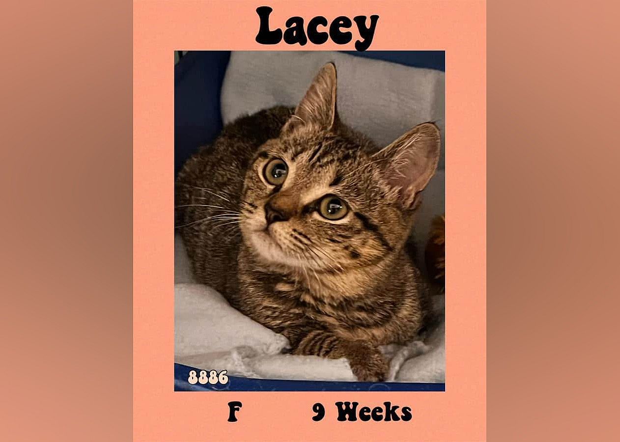 Lacey