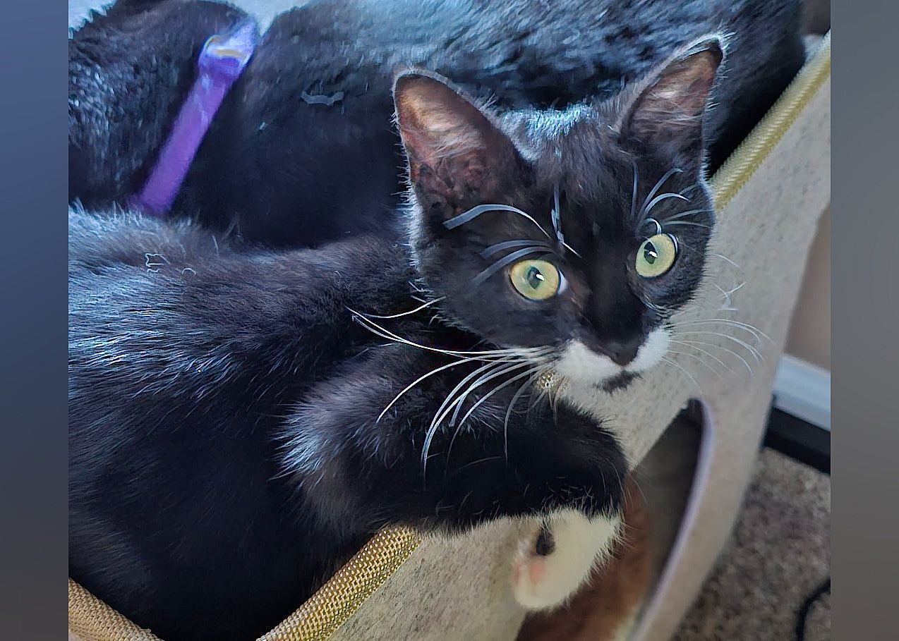 Harlow