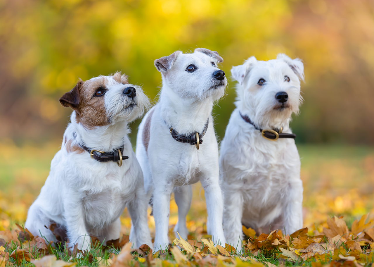 Three Parson Russell Terriers sitting in autumn leaves.