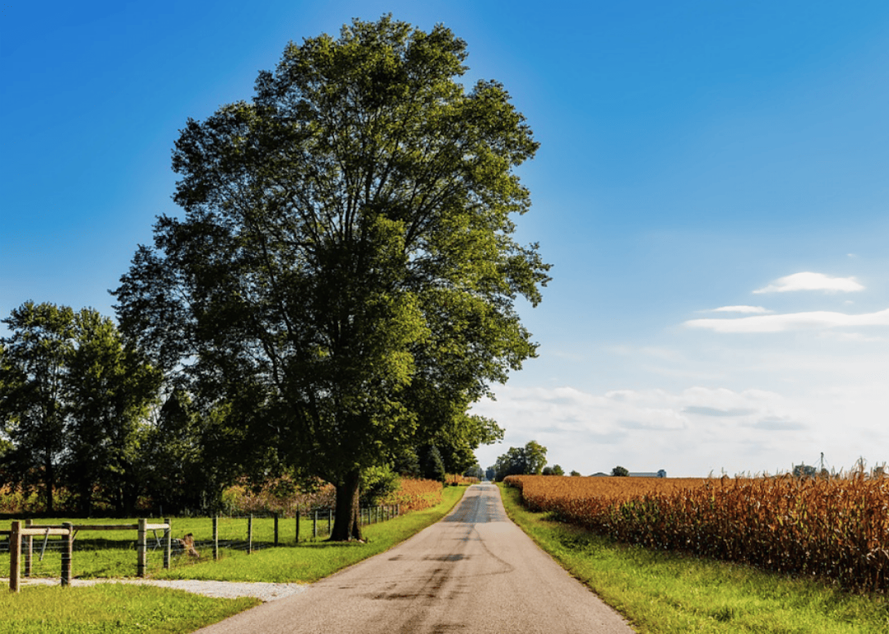 Large tree near a country road